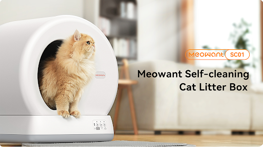 Common Cat Litter Box Mistakes